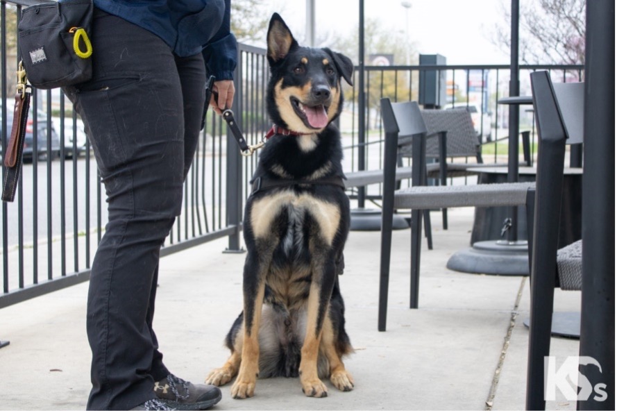 Pericles AHEPA, AHEPA Service Dog